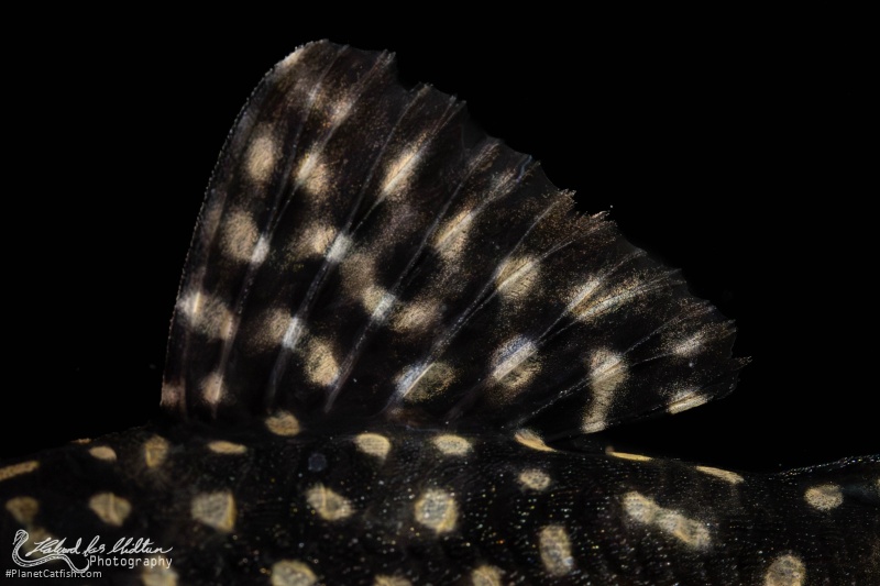 Scobinancistrus cf. pariolispos