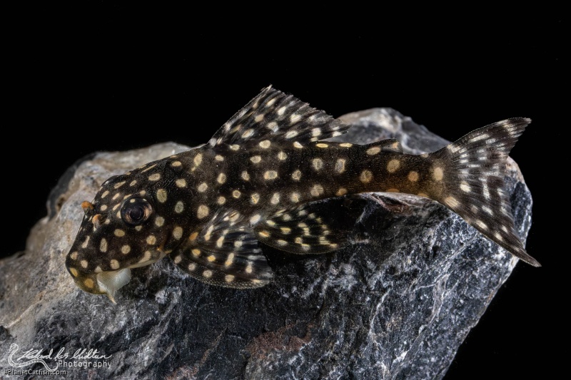 Scobinancistrus cf. pariolispos