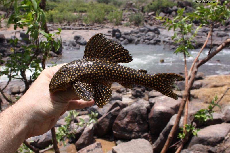 Scobinancistrus cf. pariolispos