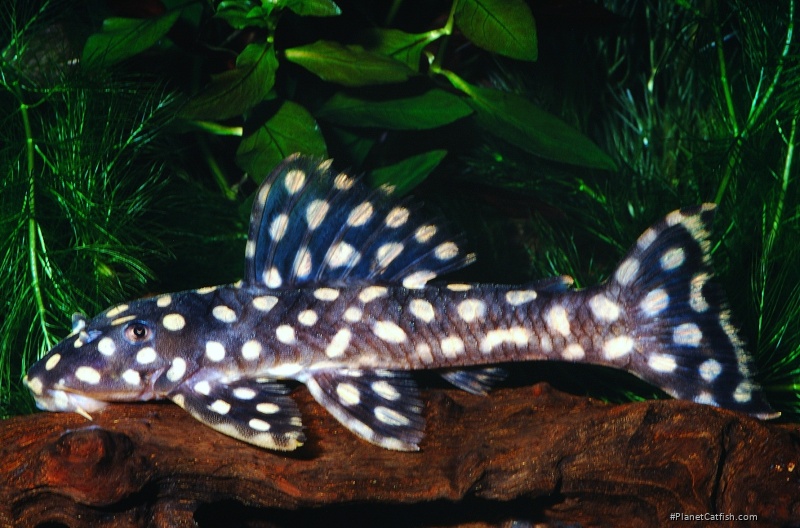 Scobinancistrus raonii