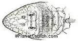 Spatuloricaria caquetae
