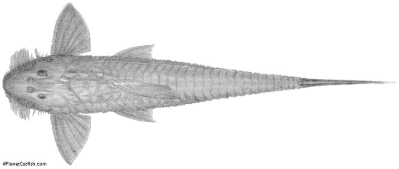 Spatuloricaria phelpsi