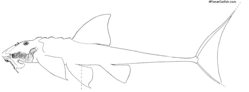 Spatuloricaria phelpsi
