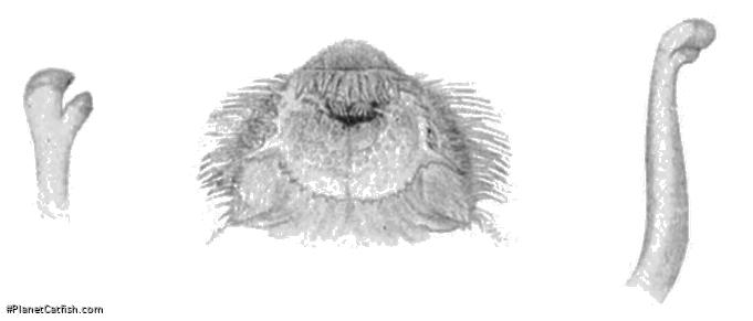 Spatuloricaria phelpsi