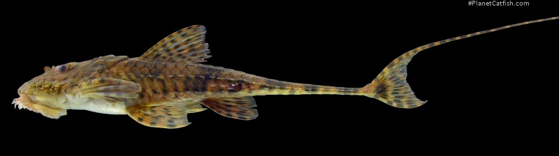 Spatuloricaria tuira