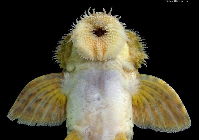 Spatuloricaria tuira