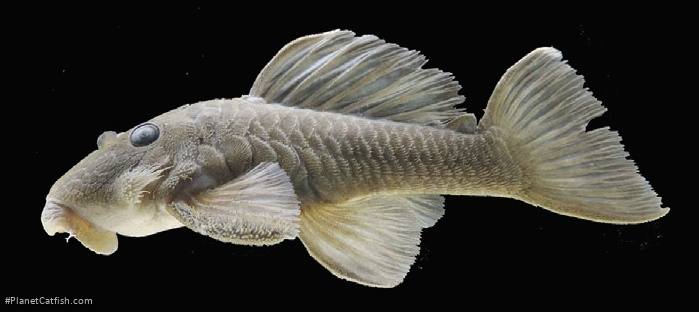 Spectracanthicus javae