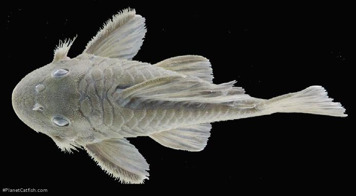 Spectracanthicus javae