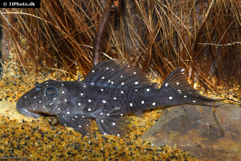 Spectracanthicus sp. (L391)