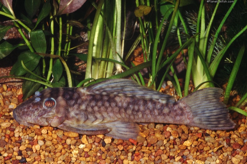 Spectracanthicus zuanoni