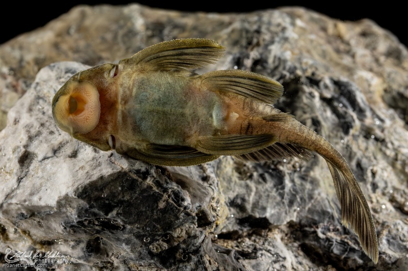 Spectracanthicus zuanoni