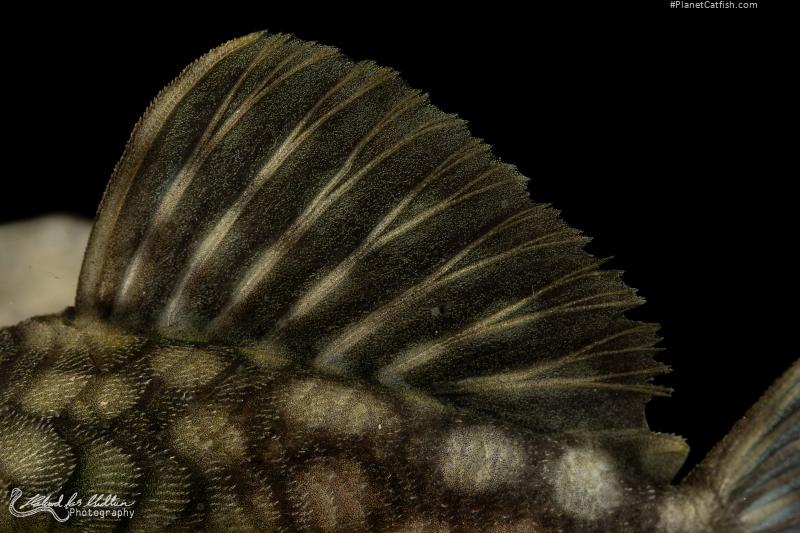 Spectracanthicus zuanoni