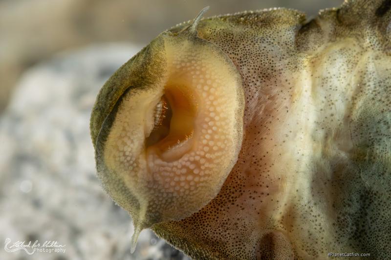 Spectracanthicus zuanoni