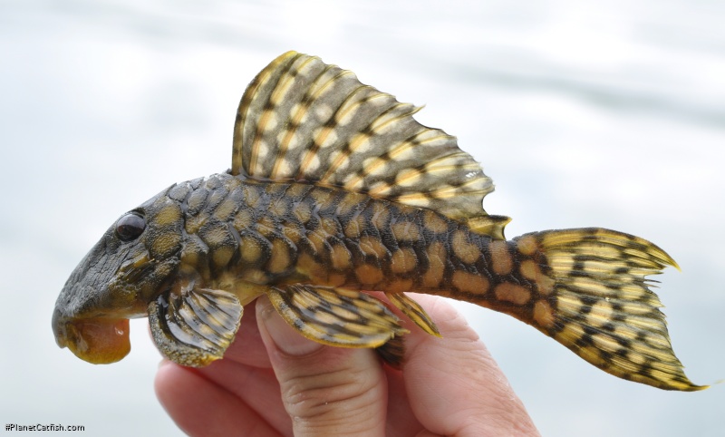 Spectracanthicus zuanoni