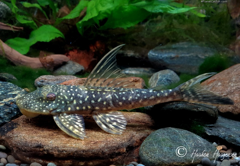 Stellantia siderea