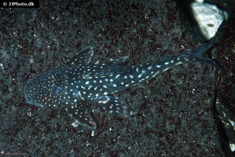 Stellantia siderea