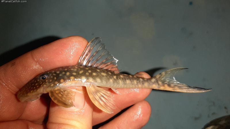 Stellantia siderea