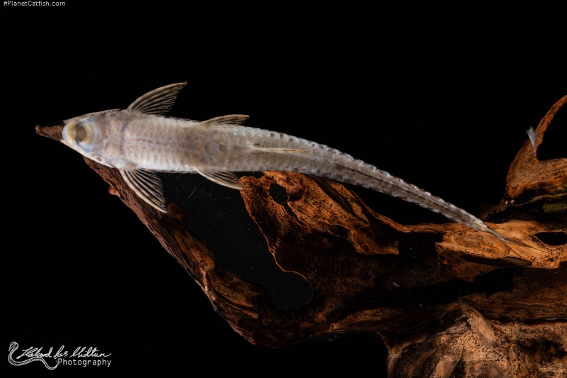 Sturisoma rostratum