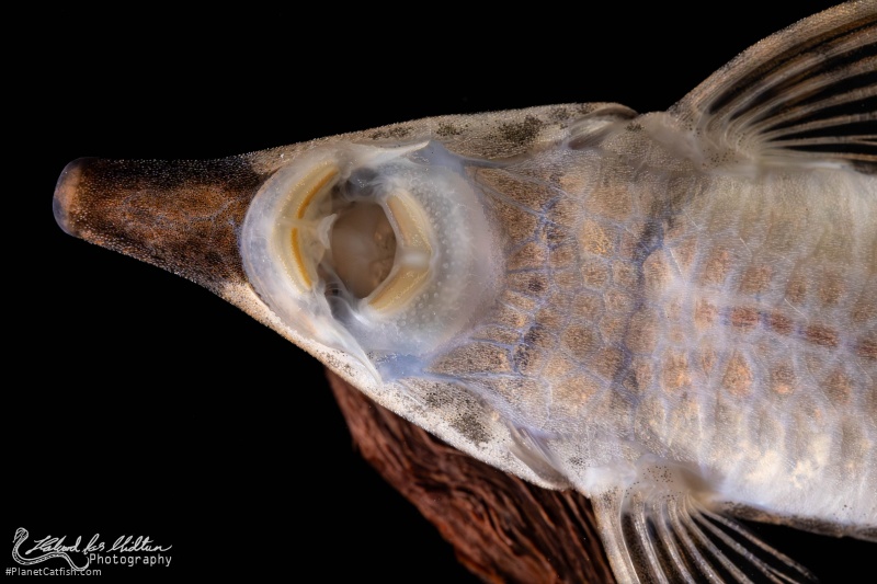 Sturisoma rostratum