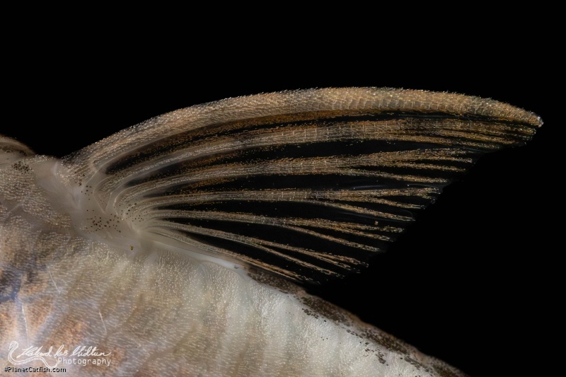 Sturisoma rostratum