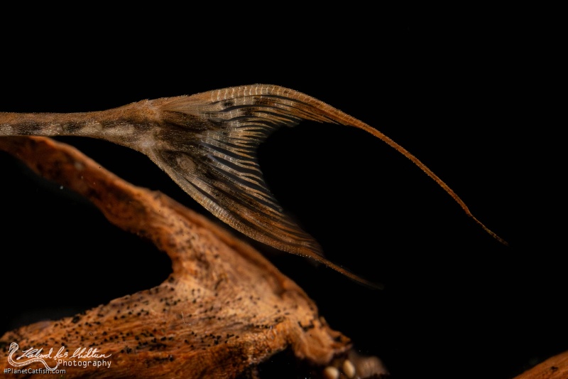 Sturisoma rostratum