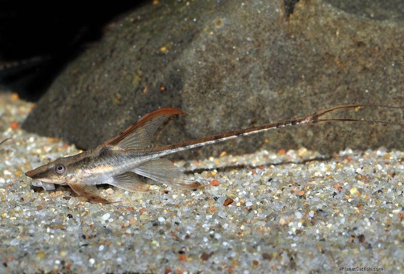 Sturisomatichthys reinae