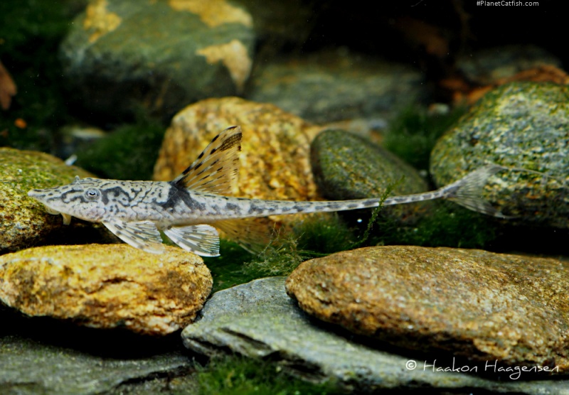 Sturisomatichthys sp. `COLOMBIA`