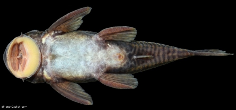 Yaluwak primus