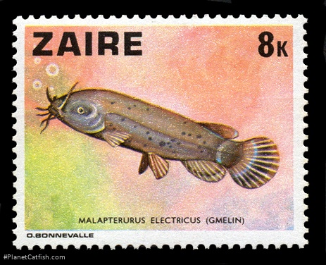 Malapterurus electricus