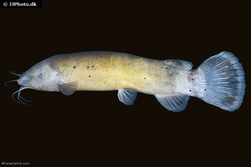 Malapterurus electricus