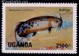 Malapterurus electricus