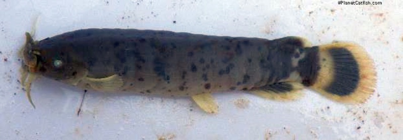 Malapterurus teugelsi