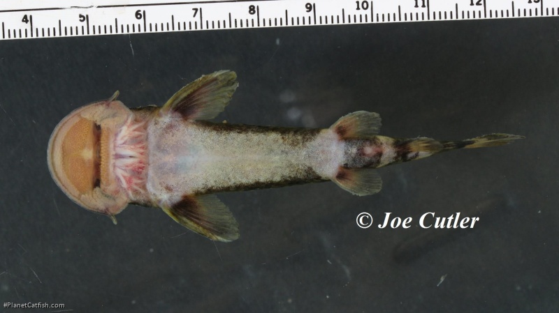 Atopodontus adriaensi