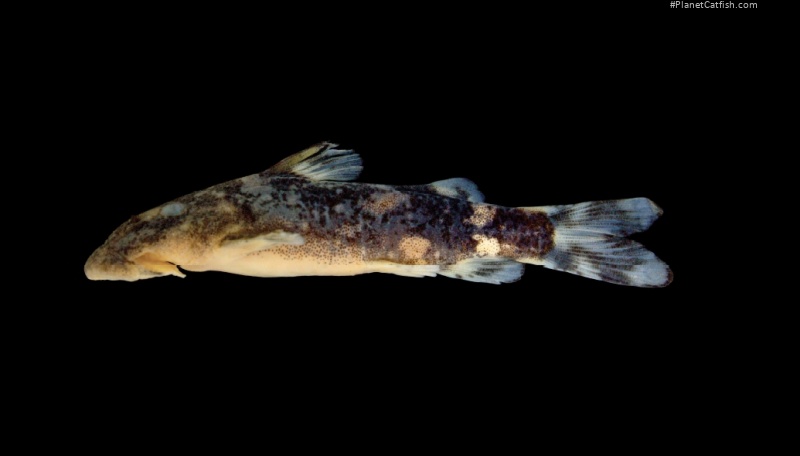 Chiloglanis camarabounyi