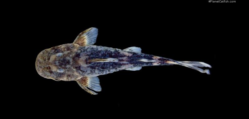 Chiloglanis camarabounyi
