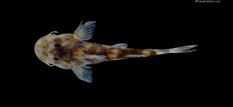 Chiloglanis dialloi