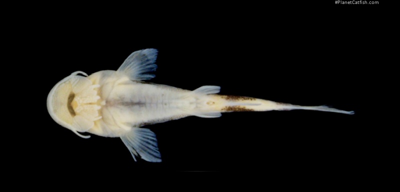 Chiloglanis dialloi