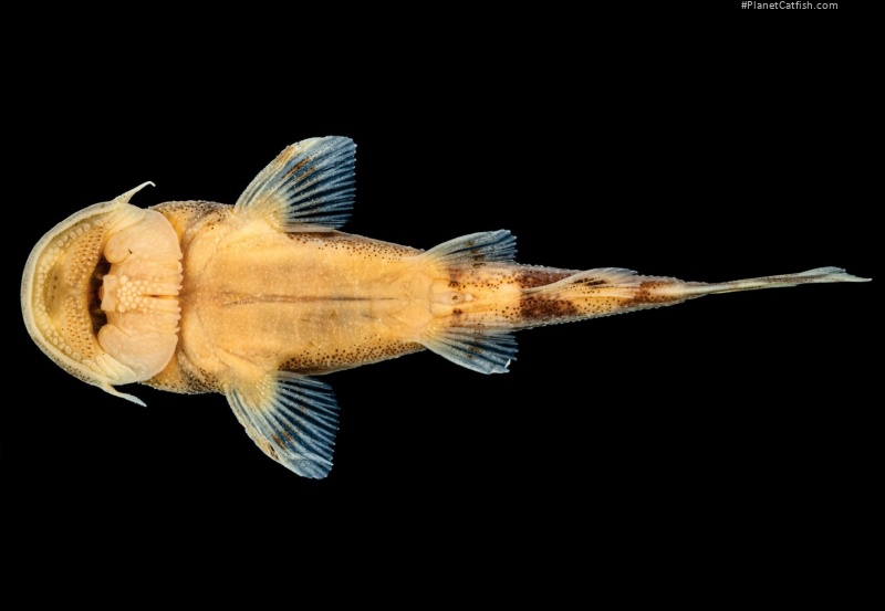 Chiloglanis frodobagginsi