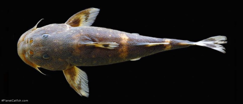 Chiloglanis kazumbei
