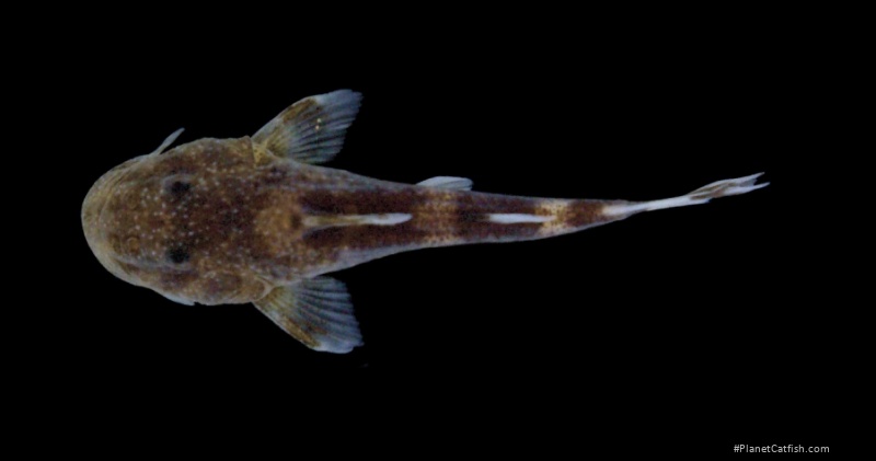 Chiloglanis kolente