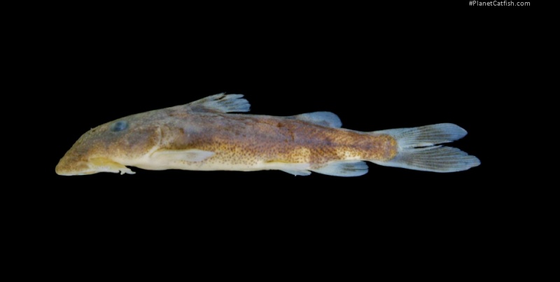 Chiloglanis loffabrevum