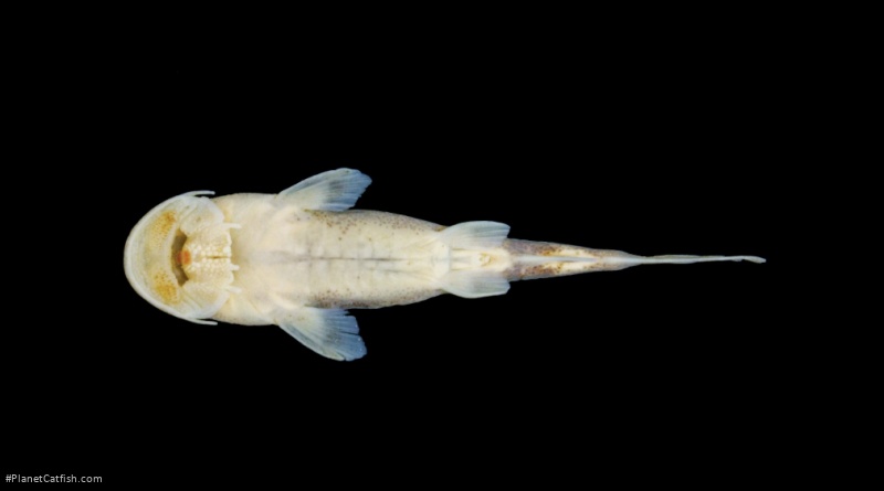 Chiloglanis loffabrevum