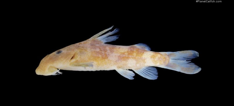 Chiloglanis nzerekore
