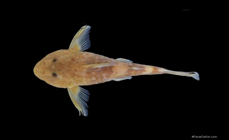 Chiloglanis nzerekore