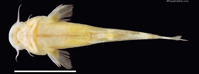 Chiloglanis orthodontus