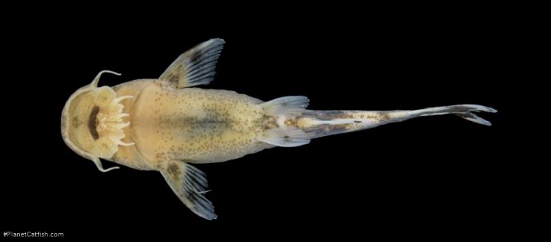 Chiloglanis waterloti