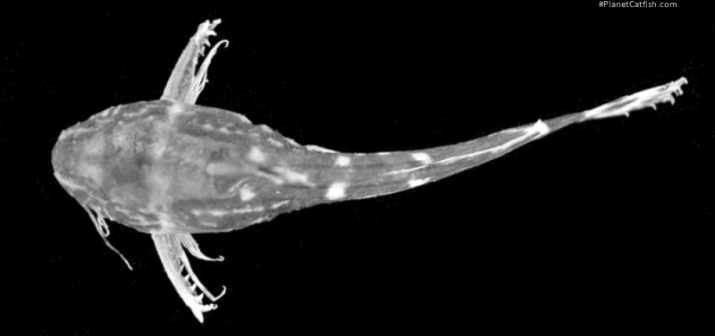 Microsynodontis armatus