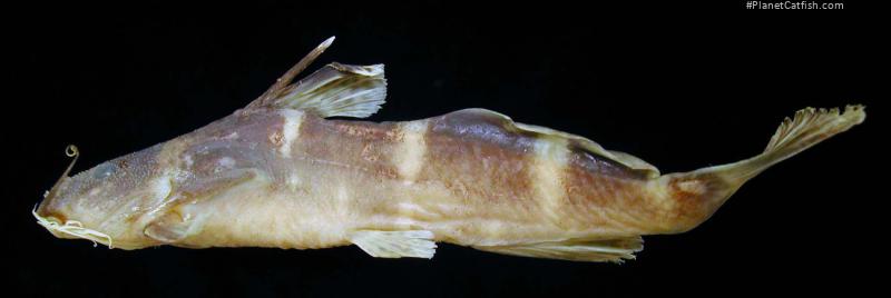 Microsynodontis hirsutus