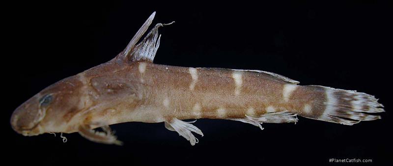 Microsynodontis nasutus