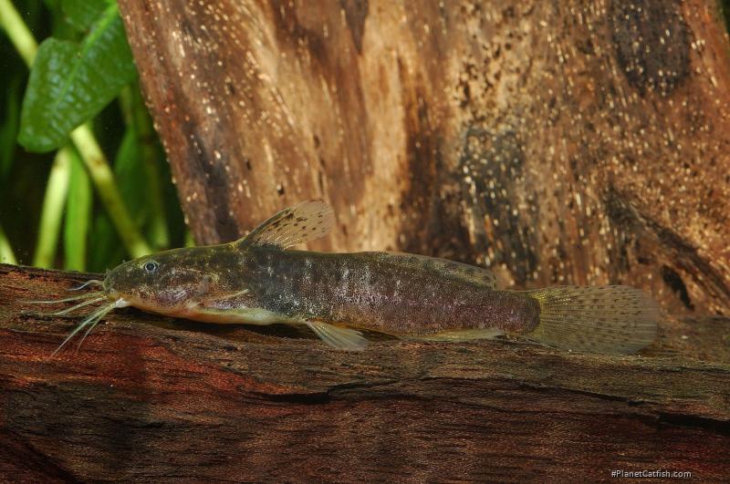 Microsynodontis polli